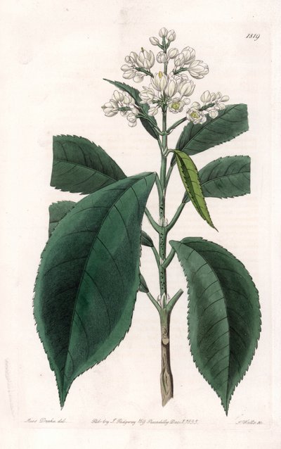 Turpinia Variete - Plate gravert av S.Watts, fra en illustrasjon av Sarah Anne Drake (1803-1857), fra Botanical Register of Sydenham Edwards (1768-1819), England av Sydenham Teast Edwards