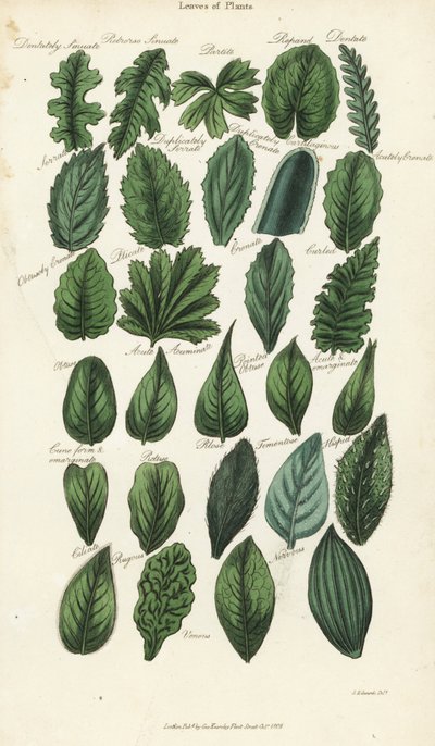 Typer blader av planter. Håndfarget kobberstikk etter Sydenham Edwards fra John Mason Goods Pantologia, a New Encyclopedia, G. Kearsley, London av Sydenham Teast Edwards