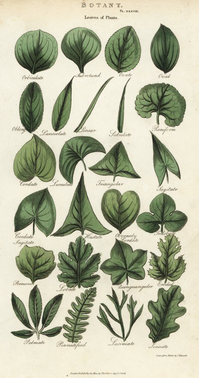Typer blader av planter. Håndfarget kobberstikk etter Sydenham Edwards fra John Mason Goods Pantologia, a New Encyclopedia, G. Kearsley, London av Sydenham Teast Edwards