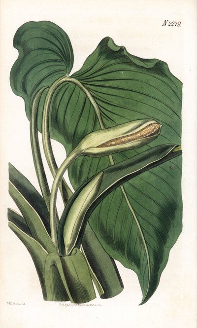 Variete de calla ou arum - Aromatisk calla, Homalomena aromatica (Calla aromatica). Håndfarget kobberstikk av Weddell etter en illustrasjon av Sydenham Edwards fra Samuel Curtis