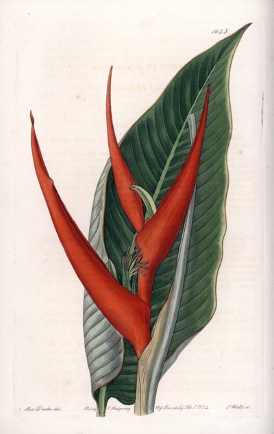 Variete d'heliconia (såkalt floury) - Plate gravert av S.Watts, basert på en illustrasjon av Sarah Anne Drake (1803-1857), fra Botanical Register of Sydenham Edwards (1768-1819), England av Sydenham Teast Edwards
