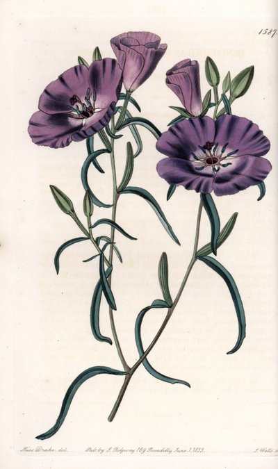 Variete of Clarkia, innfødt i Sør-Amerika Gravert av S.Watts, fra en illustrasjon av Sarah Anne Drake (1803-1857), fra Botanical Register of Sydenham Edwards (1768-1819), England av Sydenham Teast Edwards