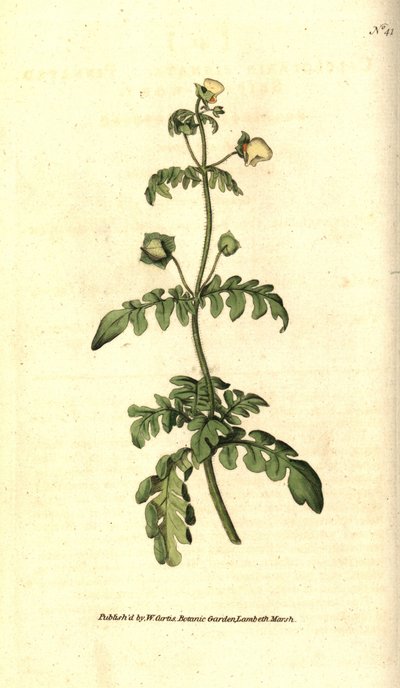 Variety of calceolar - Pinnated slipper-wort, Calceolaria pinnata. Håndfarget kobberstikk etter en botanisk illustrasjon av James Sowerby fra William Curtis' The Botanical Magazine, Lambeth Marsh, London av Sydenham Teast Edwards