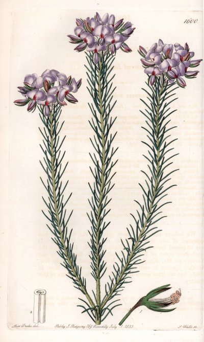 Variasjon av gompholobium (familie av belgfrukter), hjemmehørende i Australia - Plate gravert av S.Watts, fra en illustrasjon av Sarah Anne Drake (1803-1857), fra Botanical Register of Sydenham Edwards (1768-1819), England av Sydenham Teast Edwards