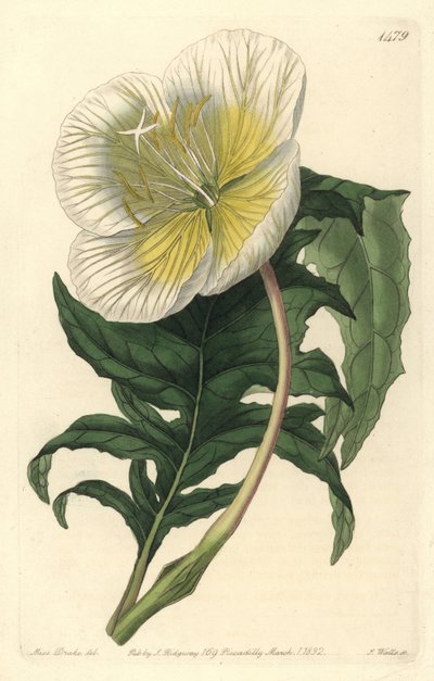 Variasjon av oenothere eller gress med esler eller nattlysa - Hvit oppreist nattlyla, Oenothera anisoloba. Håndfarget kobberstikk av S. Watts etter en illustrasjon av Sarah Drake fra Sydenham Edwards