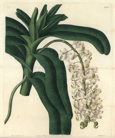 Variasjon av orkidé epidendrum, kjent som jamaicansk salve - Fox børste orkidé eller hornblomstret luftplante, Aerides cornutum. Håndfarget kobberstikk av S. Watts etter en illustrasjon av Sarah Drake fra Sydenham Edwards' Botanical Register, Ridgeway av Sydenham Teast Edwards