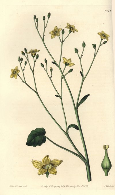 Variasjon av villarsia, endemisk til Australia - Ornduffia reniformis (Nyrebladede villarsia, Villarsia reniformis). Håndfarget kobberstikk av S. Watts etter en illustrasjon av Miss Sarah Drake fra Sydenham Edwards' Botanical Register, Ridgeway, av Sydenham Teast Edwards