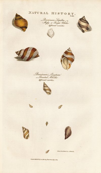 Ulike arter av kongesnegl av Sydenham Teast Edwards