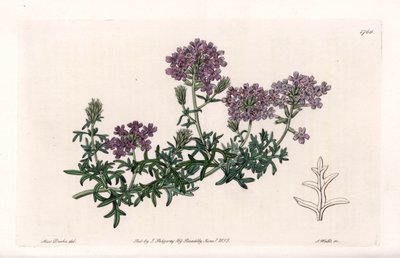 Verbena multifide - Gravert av S. Watts, fra en illustrasjon av Sarah Anne Drake (1803-1857), fra Botanical Register of Sydenham Edwards (1768-1819), England av Sydenham Teast Edwards