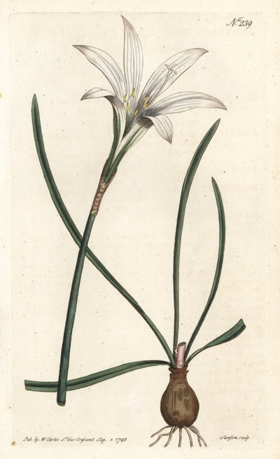 Virginia Amaryllis - Atamasco-lilje, Zephyranthes atamasco (Amaryllis atamasco) - Håndfarget kobberstikk av Sansom etter en illustrasjon av Sydenham Edwards fra William Curtis' Botanical Magazine, London av Sydenham Teast Edwards