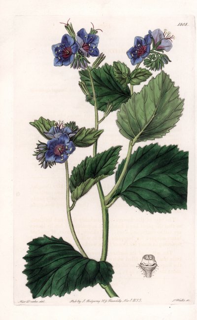 Viscous Phacelia - Plate gravert av S.Watts, fra en illustrasjon av Sarah Anne Drake (1803-1857), fra Botanical Register of Sydenham Edwards (1768-1819), England av Sydenham Teast Edwards