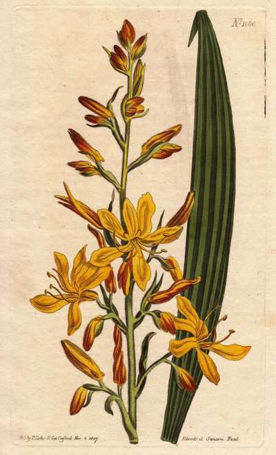 Wachendorfia (rød rot) har stor gul og oransje blomst på spissen. Høyblomstrende wachendorfia med gule og oransje piggete blomster. Innfødt i Sør-Afrika. Wachendorfia thyrsiflora. Håndfarget kobberstikk fra en botanisk illustrasjon av Syd av Sydenham Teast Edwards