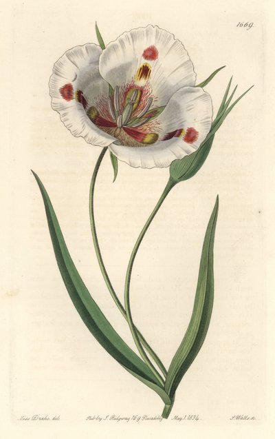 Hvitblomstret calochorte (mariposa), hjemmehørende i California - Spotted Calochortus eller sommerfugl mariposa lilje, Calochortus venustus, hjemmehørende i California - Håndfarget kobberstikk av S. Watts etter en illustrasjon av Miss Drake, fra Sydenham E av Sydenham Teast Edwards
