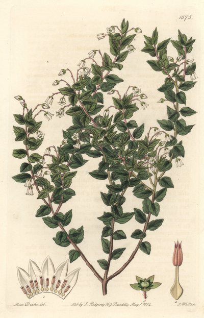 Hvitblomstret mucronee eller pernettya gaultherie - S. Watts sterkt vann fra en illustrasjon av Sarah Anne Drake (1803-1857), fra Botanical Register av Sydenham Teast Edwards