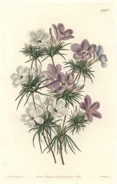 White and Purple Leptosiphon - Strong Water av S. Watts fra en illustrasjon av Sarah Anne Drake (1803-1857), fra Botanical Register av Sydenham Teast Edwards