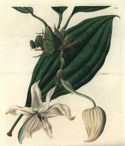 Hvit orkidevariant - Stanhopea grandiflora orkidé (Elfenbensleppet stanhopea, Stanhopea eburnea). Kobberstikk av S. Watts etter en illustrasjon av Miss Jane Edwards fra Sydenham Edwards' Botanical Register, Ridgeway, London av Sydenham Teast Edwards