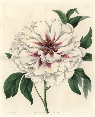 White shrub peony - Sterkt vann av S. Watts fra en illustrasjon av Thomas Allport (1804-1879), fra Botanical Register av Sydenham Teast Edwards