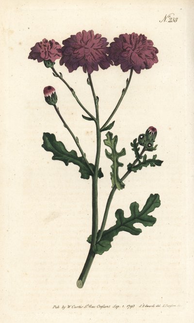Vill cineraire - Lilla jordsel eller ragwort, Senecio elegans. Håndfarget kobberstikk av Sansom etter en illustrasjon av Sydenham Edwards fra William Curtis' Botanical Magazine, London av Sydenham Teast Edwards