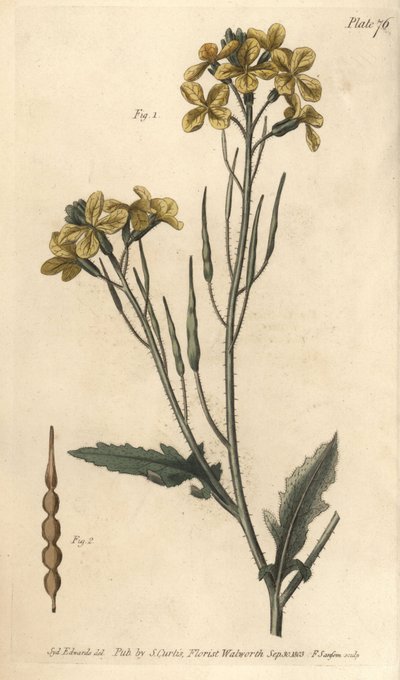 Vill reddik, Raphanus raphanistrum, Siliquosa. Håndfarget kobberstikk av F. Sansom av en botanisk illustrasjon av Sydenham Edwards for William Curtis