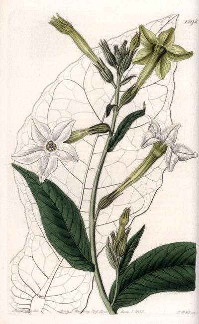 Vingetobakk eller prydtobakk - Plate gravert av S.Watts, fra en illustrasjon av Sarah Anne Drake (1803-1857), fra Botanical Register of Sydenham Edwards (1768-1819), England av Sydenham Teast Edwards
