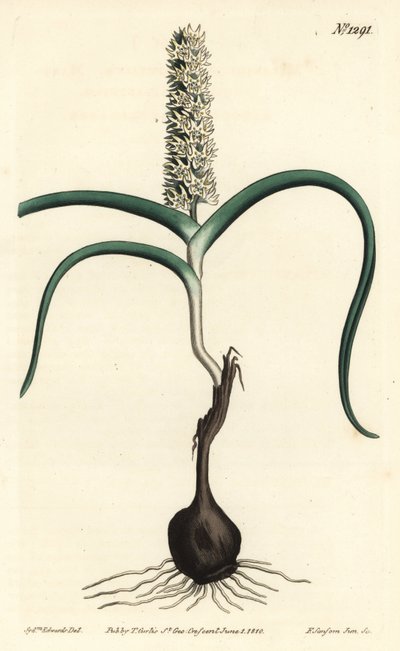 Wurmbea monopetala (mangeblomstret melanthium, Melanthium monopetalum). Håndfarget kobberstikk av F. Sansom Jr. etter en illustrasjon av Sydenham Edwards fra William Curtis' Botanical Magazine, T. Curtis, London av Sydenham Teast Edwards