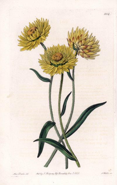 Xerochrysum variete, endemisk i Australia - Gravert av S.Watts, fra en illustrasjon av Sarah Anne Drake (1803-1857), fra Botanical Register of Sydenham Edwards (1768-1819), England av Sydenham Teast Edwards
