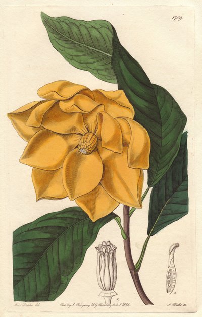 Gulblomstret Magnolia, hjemmehørende i Java (Indonesia) - Strong water av S. Watts fra en illustrasjon av Sarah Anne Drake (1803-1857), fra Botanical Register av Sydenham Teast Edwards
