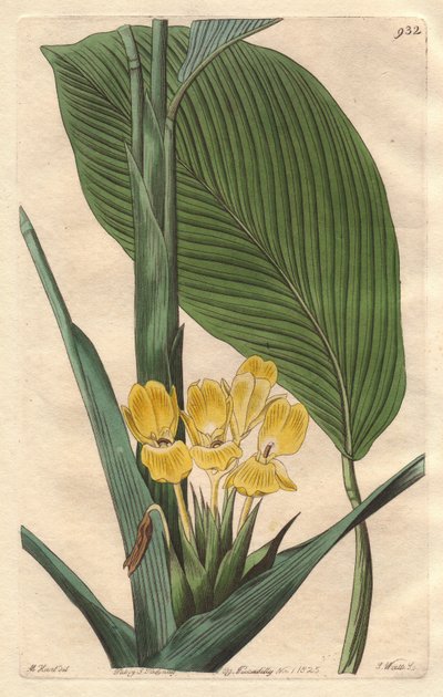 Gulblomstret calathea, hjemmehørende i Brasil - S. Watts sterkt vann fra en illustrasjon av M. Mart, fra det botaniske registeret av Sydenham Teast Edwards