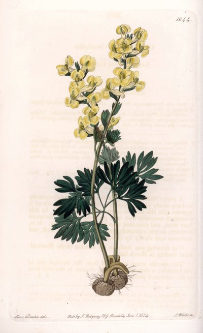 Gulblomstret corydale variete - Gravert av S.Watts, fra en illustrasjon av Sarah Anne Drake (1803-1857), fra Botanical Register of Sydenham Edwards (1768-1819), England av Sydenham Teast Edwards