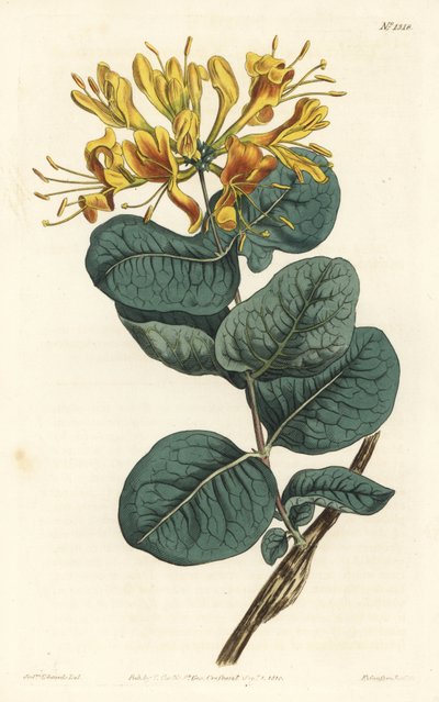 Gulblomstret trebink, Lonicera flava. Håndfarget kobberstikk av F. Sansom Jr. etter en illustrasjon av Sydenham Edwards fra William Curtis' Botanical Magazine, T. Curtis, London av Sydenham Teast Edwards