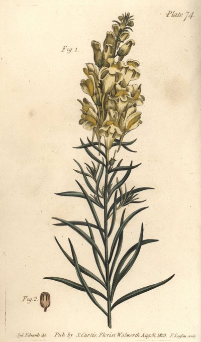 Gul paddelin eller snapdragon, Antirrhinum majus, Angiospermia. Håndfarget kobberstikk av F. Sansom av en botanisk illustrasjon av Sydenham Edwards for William Curtis