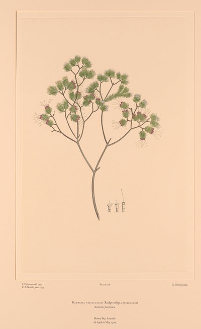 Banks#39; Florilegium-plate 106 Darwinia Fascicularis av Sydney (after) Parkinson