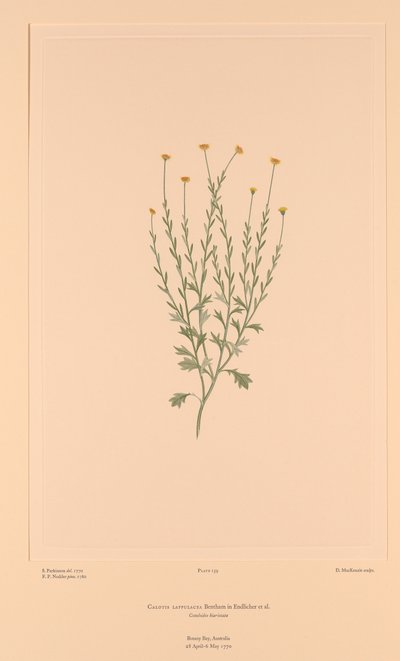 Banks#39; Florilegium-plate 159 Calotis Lappulacea av Sydney (after) Parkinson