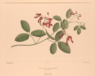 Banks#39; Florilegium Plate 74 Kennedia Rubicunda av Sydney (after) Parkinson