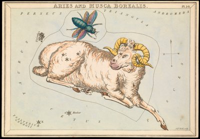 Væren og Musca borealis, ca. 1825 (kort, papir, silkepapir) av Sydney Hall