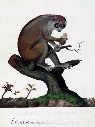 En saktegående lemur av Sydney Parkinson