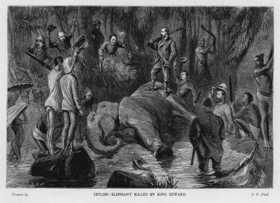 Elefant drept av kong Edward VII (litho) av Sydney Prior (after) Hall