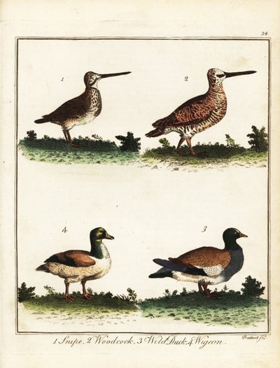 Spillefugler: Snipe, skogssneip, villand og svie. 1792 (gravering) av T. Prattent