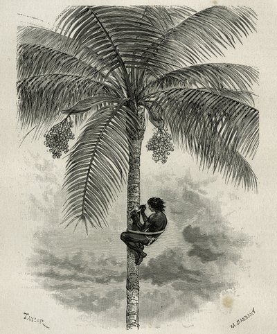 La recolte de la wax de palmier ceroxylon, dans le Quindio (Colombia), gravering av Taylor og Ferdinandus, for å illustrere historien L