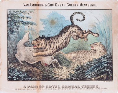 Et par kongelige bengalske tigre (wc på papir) av T. W. Strong