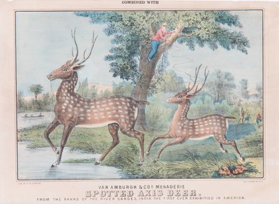 Spotted Axis Deer (wc på papir) av T. W. Strong
