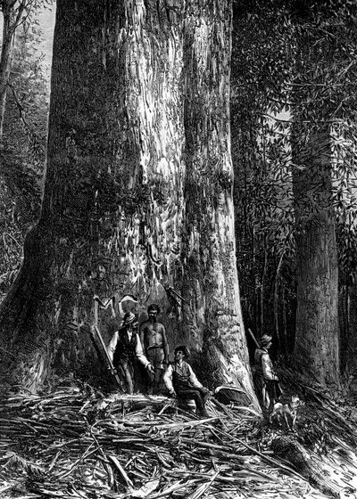 Kjempeeukalyptus, Australia, 1886 av Taylor
