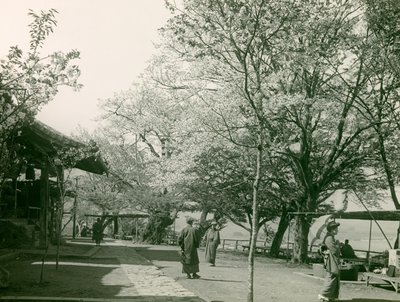 Kirsebærblomster i byen Otsu, Honshu-øya, cirka 1900–1915 (fotografi) av Teijiro Takagi