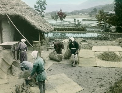 Bønder som renser ris ved kanten av rismarker i Japan, ca. 1900–1915 (fotografi) av Teijiro Takagi