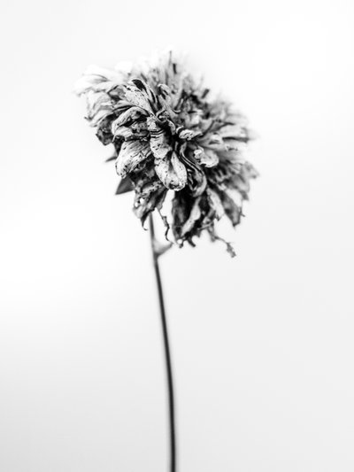 Amid the Flowers 17, 2021 (s/hvitt-bilde) av Teis Albers