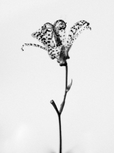 Amid the Flowers 18, 2021 (s/hvitt-bilde) av Teis Albers