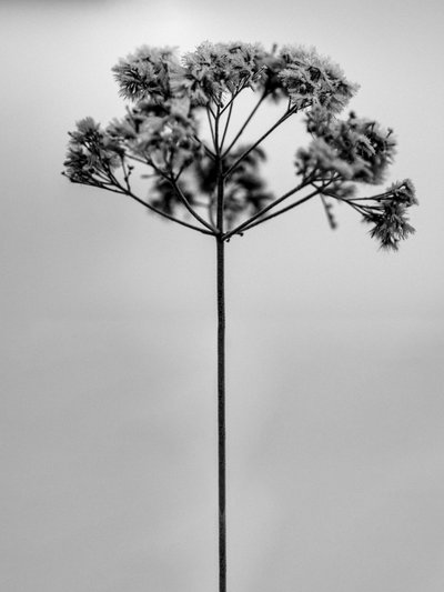 Amid the Flowers 1, 2021 (s/hvitt-bilde) av Teis Albers