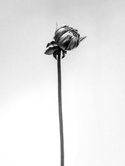 Amid the Flowers 20, 2021 (s/hvitt-bilde) av Teis Albers