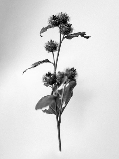 Amid the Flowers 23, 2021 (s/hvitt-bilde) av Teis Albers