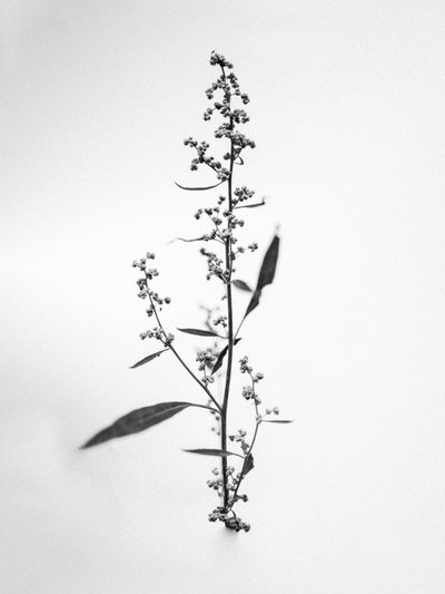 Amid the Flowers 24, 2021 (s/hvitt-bilde) av Teis Albers